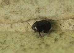 Cydnoides