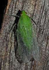 Cuernavaca inexacta