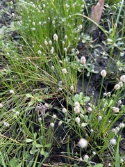 Eleocharis palustris