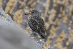 Calidris ptilocnemis