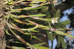 Scaphyglottis fusiformis
