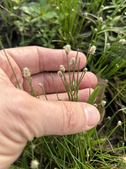 Eleocharis palustris