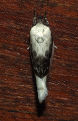Antaeotricha