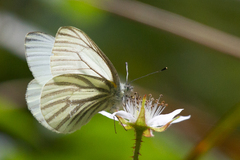 Pieris marginalis