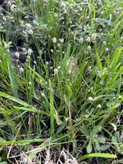 Eleocharis palustris