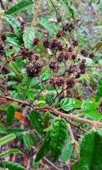 Commersonia dasyphylla