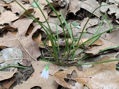 Claytonia virginica