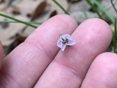 Claytonia virginica