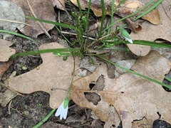 Claytonia virginica