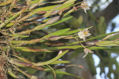 Scaphyglottis fusiformis