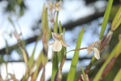 Scaphyglottis fusiformis