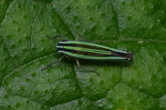 Sibovia taeniatifrons