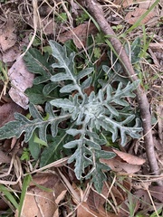 Hymenopappus artemisiifolius