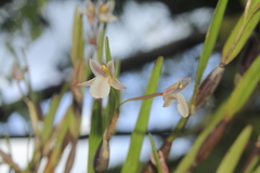 Scaphyglottis fusiformis