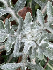 Hymenopappus artemisiifolius