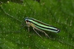 Sibovia taeniatifrons