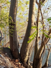 Pseudobombax septenatum