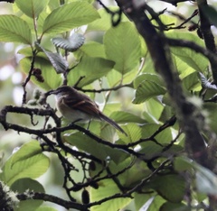 Mecocerculus leucophrys