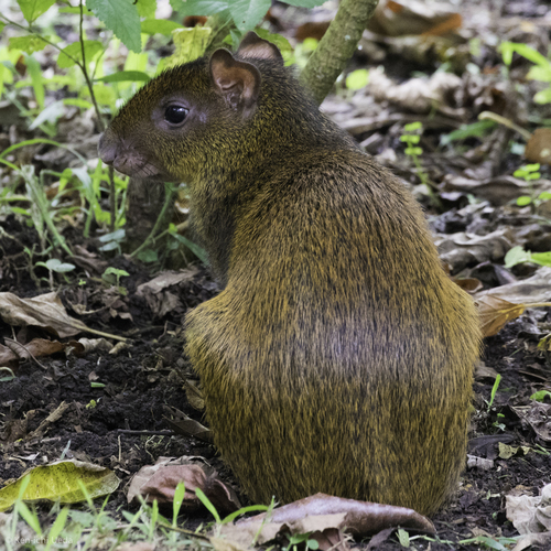 Central American Agouti (Dasyprocta punctata)