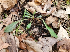 Silene virginica