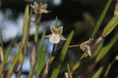 Scaphyglottis fusiformis