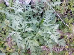Papaver dubium