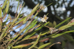 Scaphyglottis fusiformis