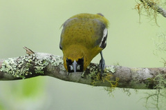 Icterus leucopteryx