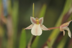 Scaphyglottis fusiformis