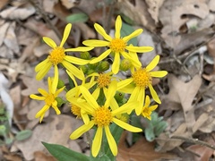 Senecio ampullaceus