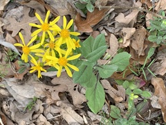 Senecio ampullaceus