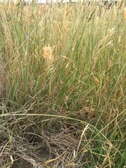 Rytidosperma clavatum