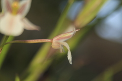 Scaphyglottis fusiformis