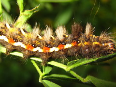 Acronicta rumicis