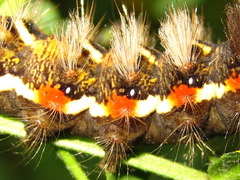 Acronicta rumicis
