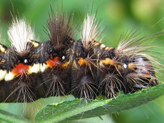 Acronicta rumicis
