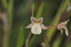 Scaphyglottis fusiformis