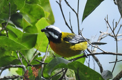 Spindalis nigricephala