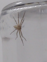 Philodromidae