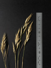 Rytidosperma clavatum