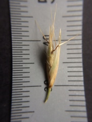 Rytidosperma clavatum