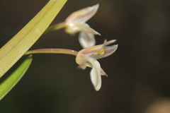 Scaphyglottis fusiformis