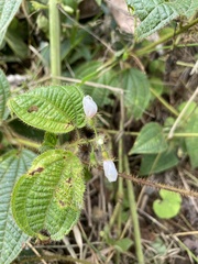 Miconia crenata