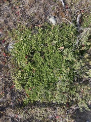 Baccharis magellanica