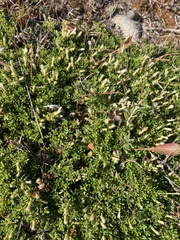 Baccharis magellanica