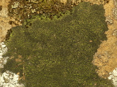 Micareopsis irriguata