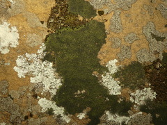 Micareopsis irriguata