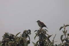 Cinclodes albidiventris