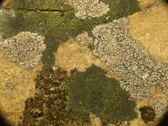 Micareopsis irriguata