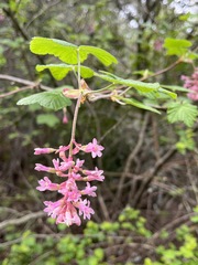 Ribes sanguineum glutinosum